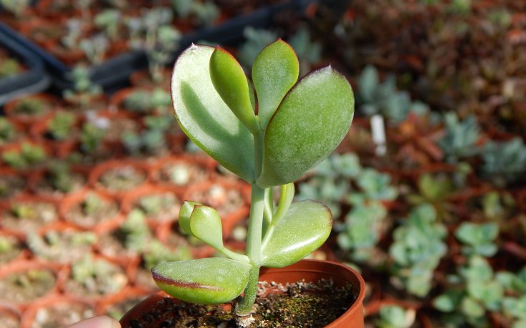 Cotyledon woodii