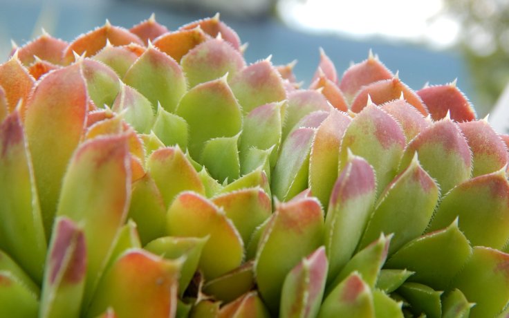 Jovibarba heuffelii Jemina