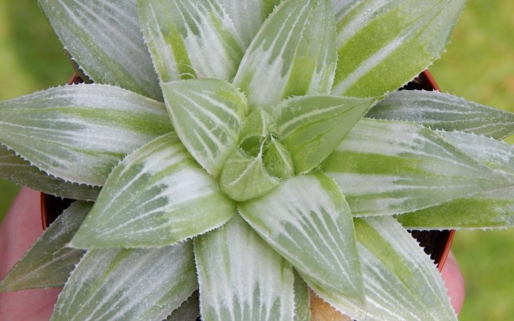 Haworthia cymbiformis Grey Ghost - sukulenty