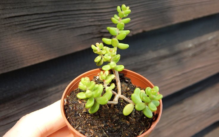 Sedum album Athoum - Rock plant