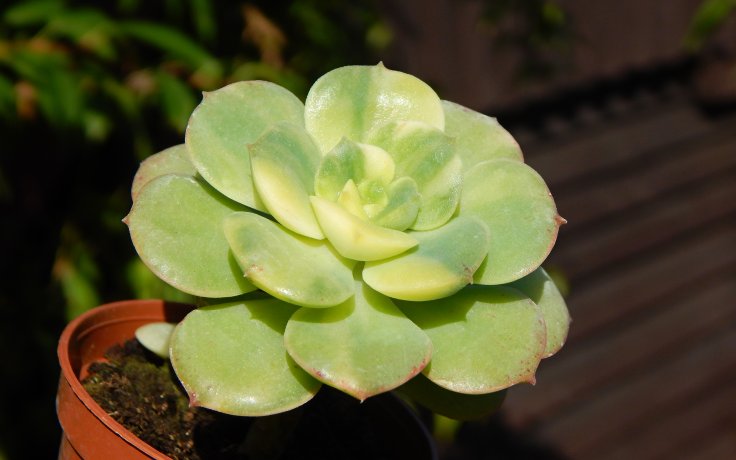 Echeveria Nicksana variegata