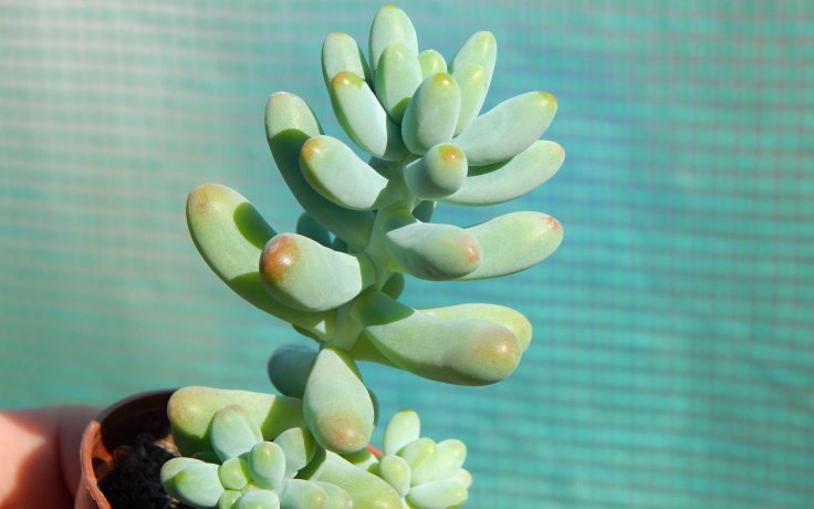 Sedum pachyphyllum Koigokoro