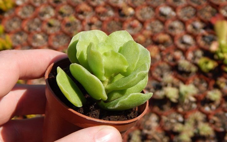 Adromischus cristatus var. zeyheri sukulent