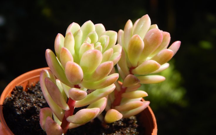 Sedum Joyce Tulloch variegata sukulent