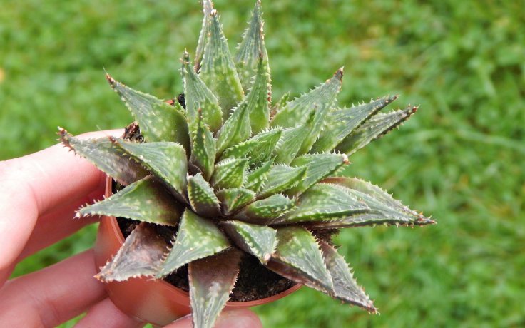 Haworthia herbacea - kaktusy na prodej