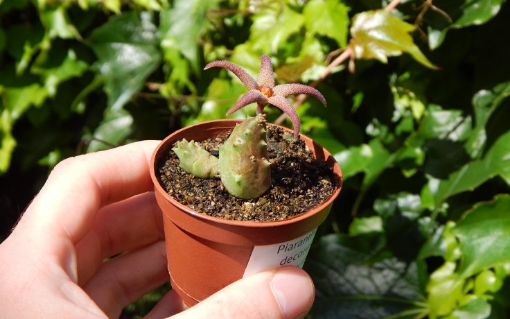 Piaranthus decorus květ