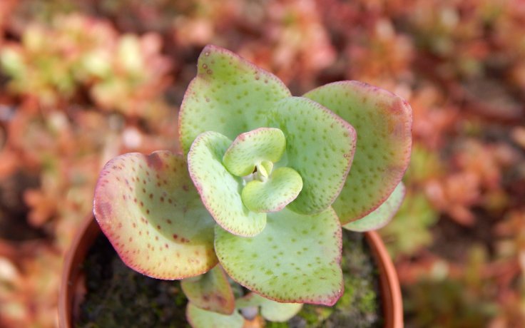 Crassula cordata - pokojový sukulent