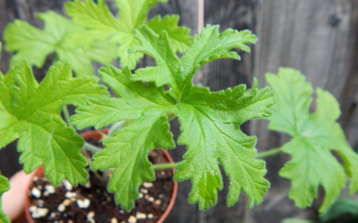 Pelargonium odoratissimum sukulenty vonné