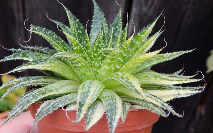 Aloe aristata variegata