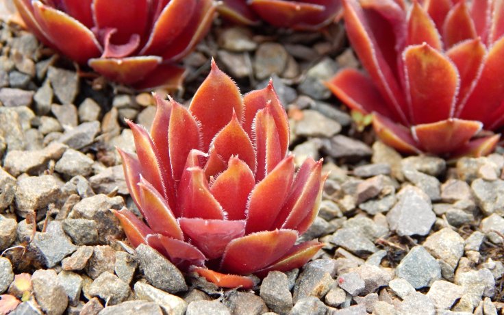 Sempervivum Plameny - outdoor plant