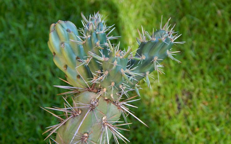 Cylindropuntia imbricata
