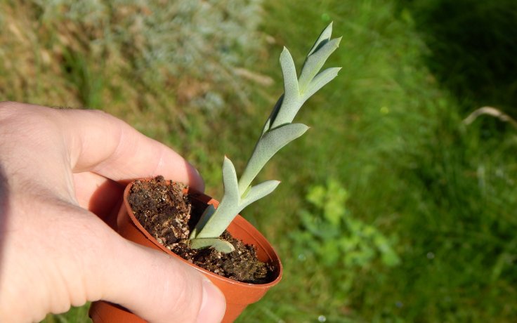 Ruschia perfoliata nenápadná pokojovka