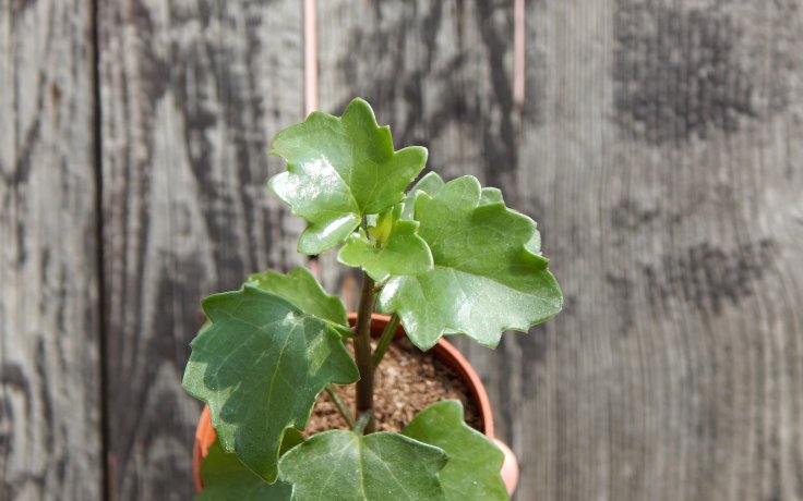 Senecio angulatus