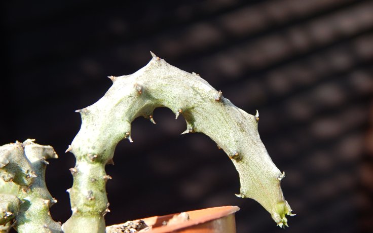 Ceropegia stapeliiformis