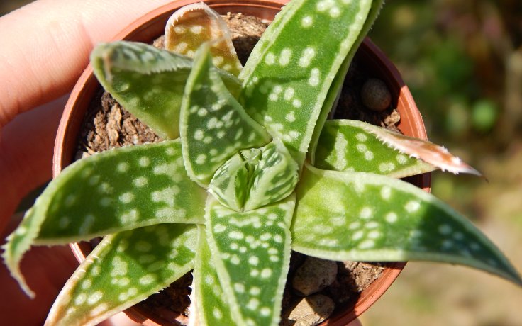Aloe Tiki Tahi - sukulenty a kaktusy