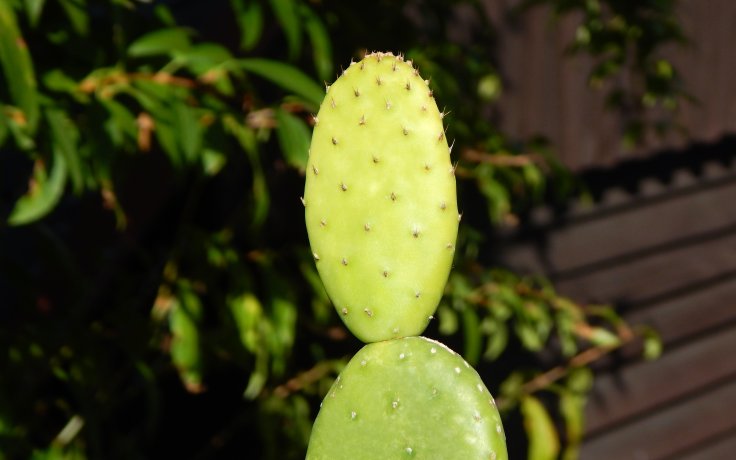 Opuntia microdasys Caress pokojovka Opuncie