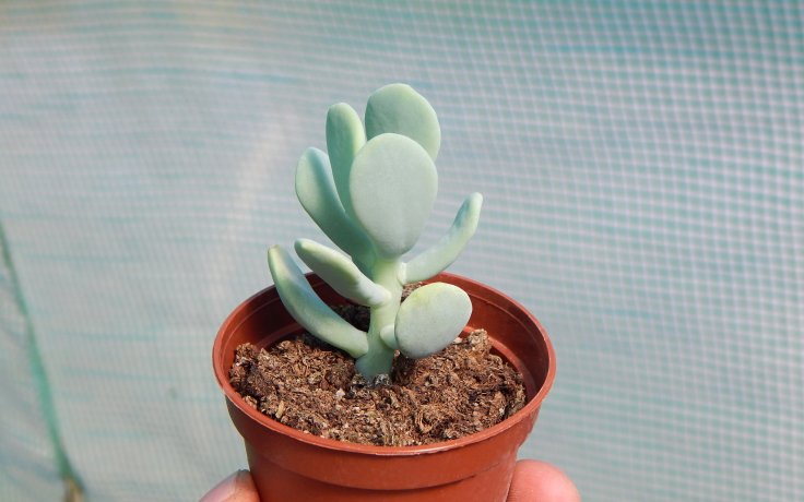 Sedum allantoides Goldii sukulenty a kaktusy