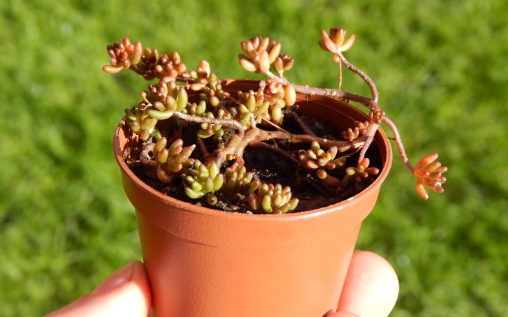 Sedum album Murale frost hardy