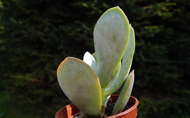 Adromischus hemisphaericus Silver sukulenty