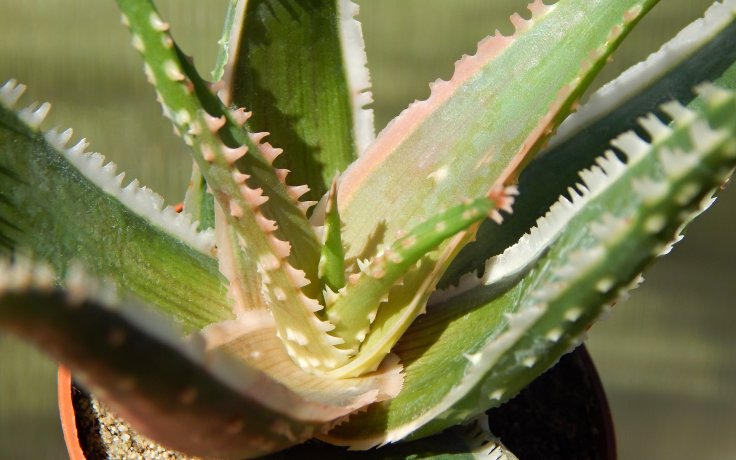 Aloe Confused - succulent