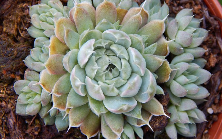 Orostachys spinosus Silver (Outside plant)
