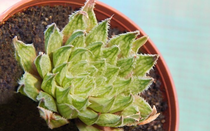 Haworthia maculata malý sukulent