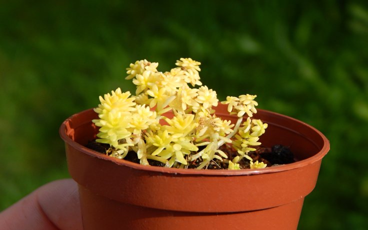 Sedum japonicum Tokyo Sun