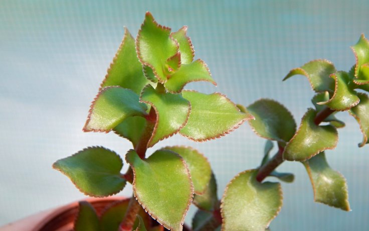 Crassula sarmentosa keříčková tlustice