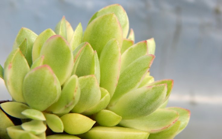 Crassula atropurpurea var. muirii variegata