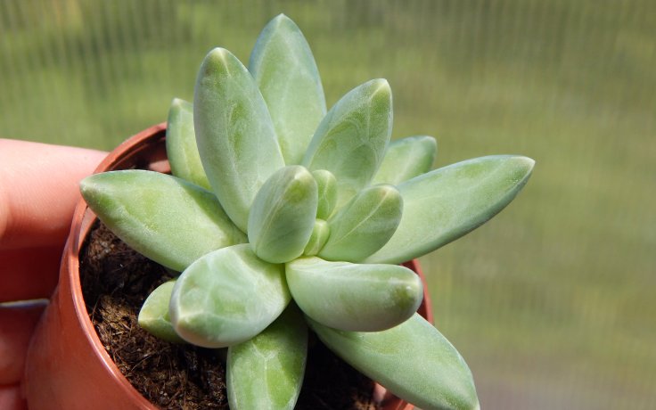 Pachyphytum compactum White