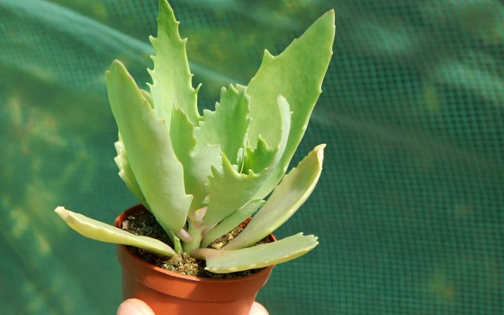 Kalanchoe longiflora