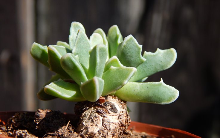 Faucaria bosscheana var. albiflora - bílý květ