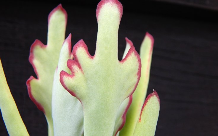 Cotyledon orbiculata Takbok