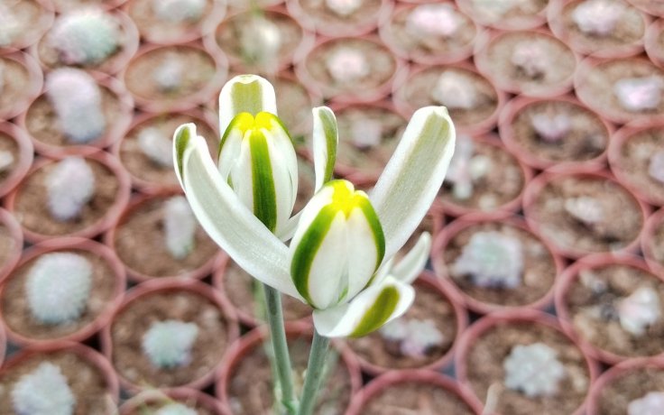 Albuca Augrabies Hilll květ