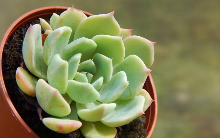 Echeveria La Reforma nenáročná pokojovka