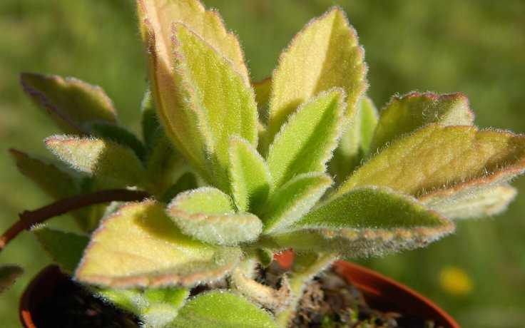 Plectranthus zatarhendi