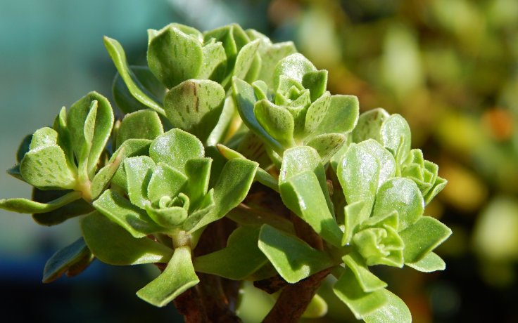 Aeonium spathulatum Dwarf