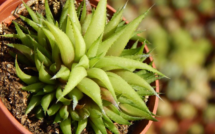 Haworthia chloracantha var. denticulifera (sukulent)
