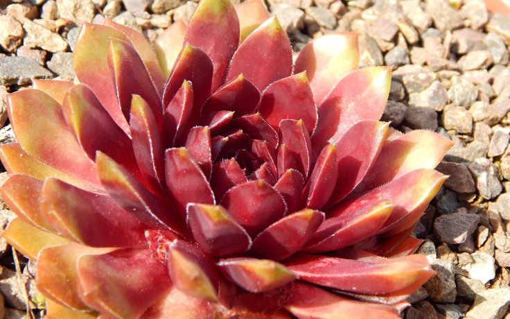 Sempervivum Dr. Fritz Köhlein