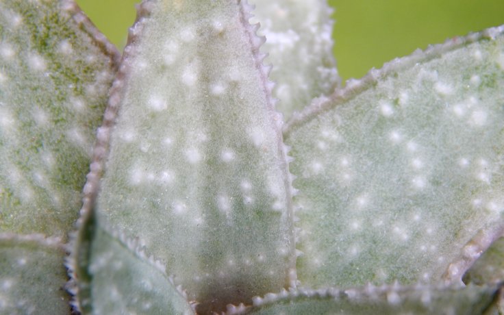 Gasteraloe Wonder sukulentní listy