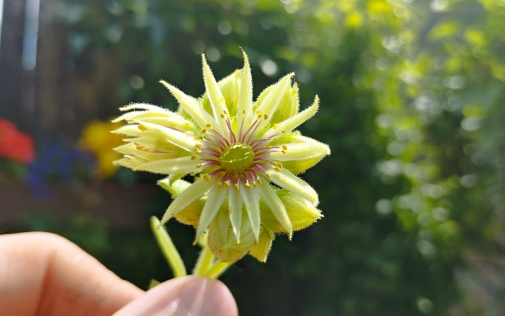 Sempervivum grandiflorum Albiflorum květ netřesk