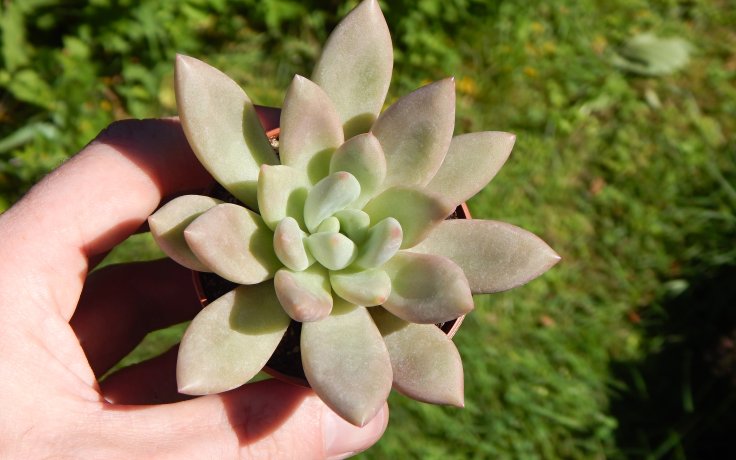 Pachyveria Rosy Crow sukulenty