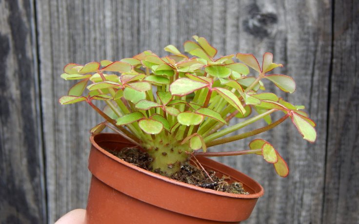 Oxalis peduncularis cristata