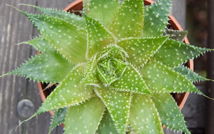 Aloe aristata (Lace Aloe)