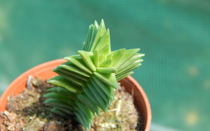Crassula capitella Pagoda - succulent