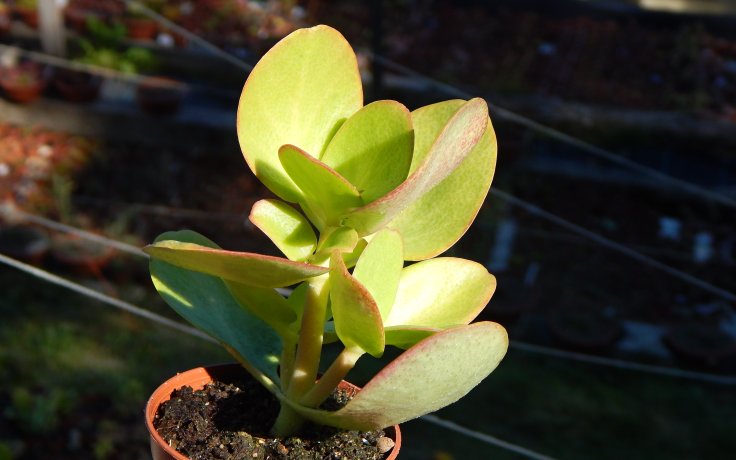 Crassula multicava