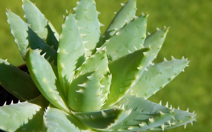 Aloe brevifolia pokojovka