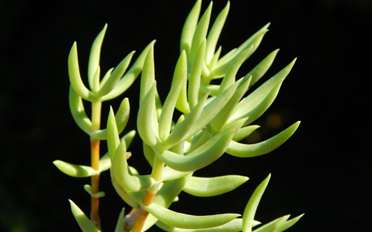Crassula tetragona - tlustice stromková