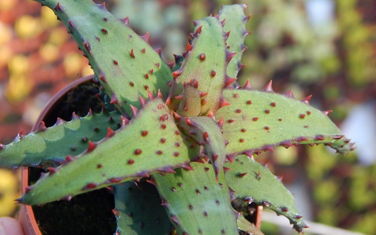 Aloe castilloniae (Itampolo)