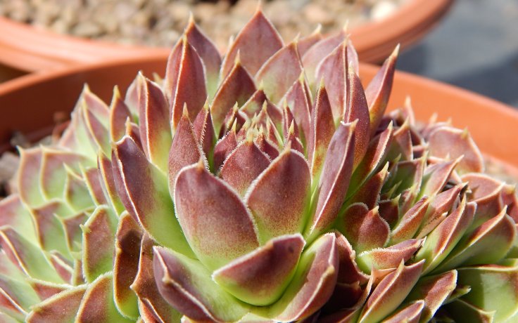 Jovibarba heuffelii Slovanka